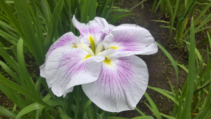 ハナショウブの様子