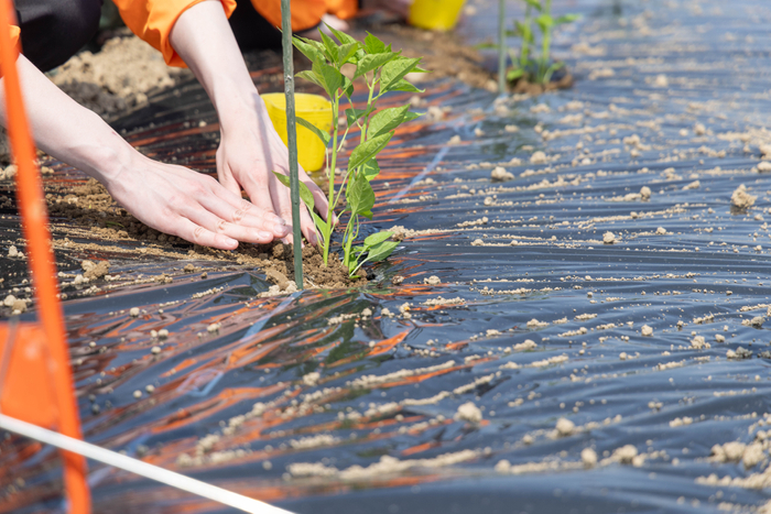 ひとつひとつ丁寧に定植