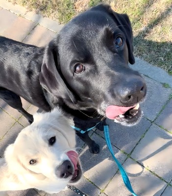 商品開発犬 第一期生　まろくん＆はくくん