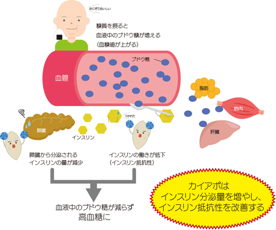 図2 カイアポ(白甘藷由来糖ペプチド)が働く様子