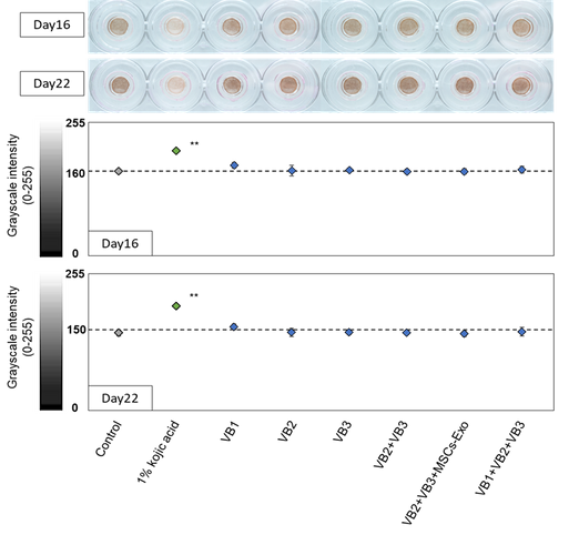 3D皮膚モデルを使用した表皮画像の解析(図1)