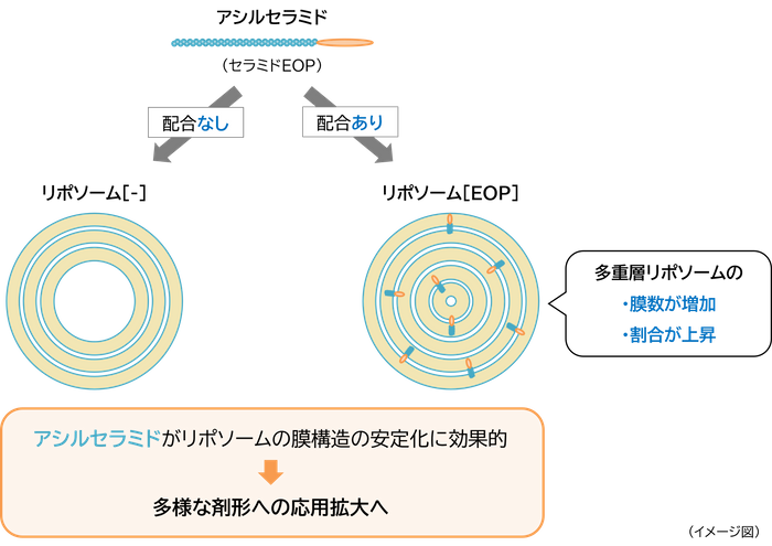 「アシルセラミド」が「多重層リポソーム」を安定化させるメカニズム