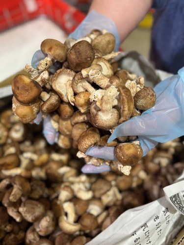 すくい取り・椎茸