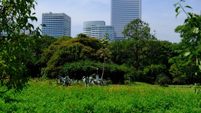 8月2日撮影。キバナコスモスが少しずつ開花し始めました。
