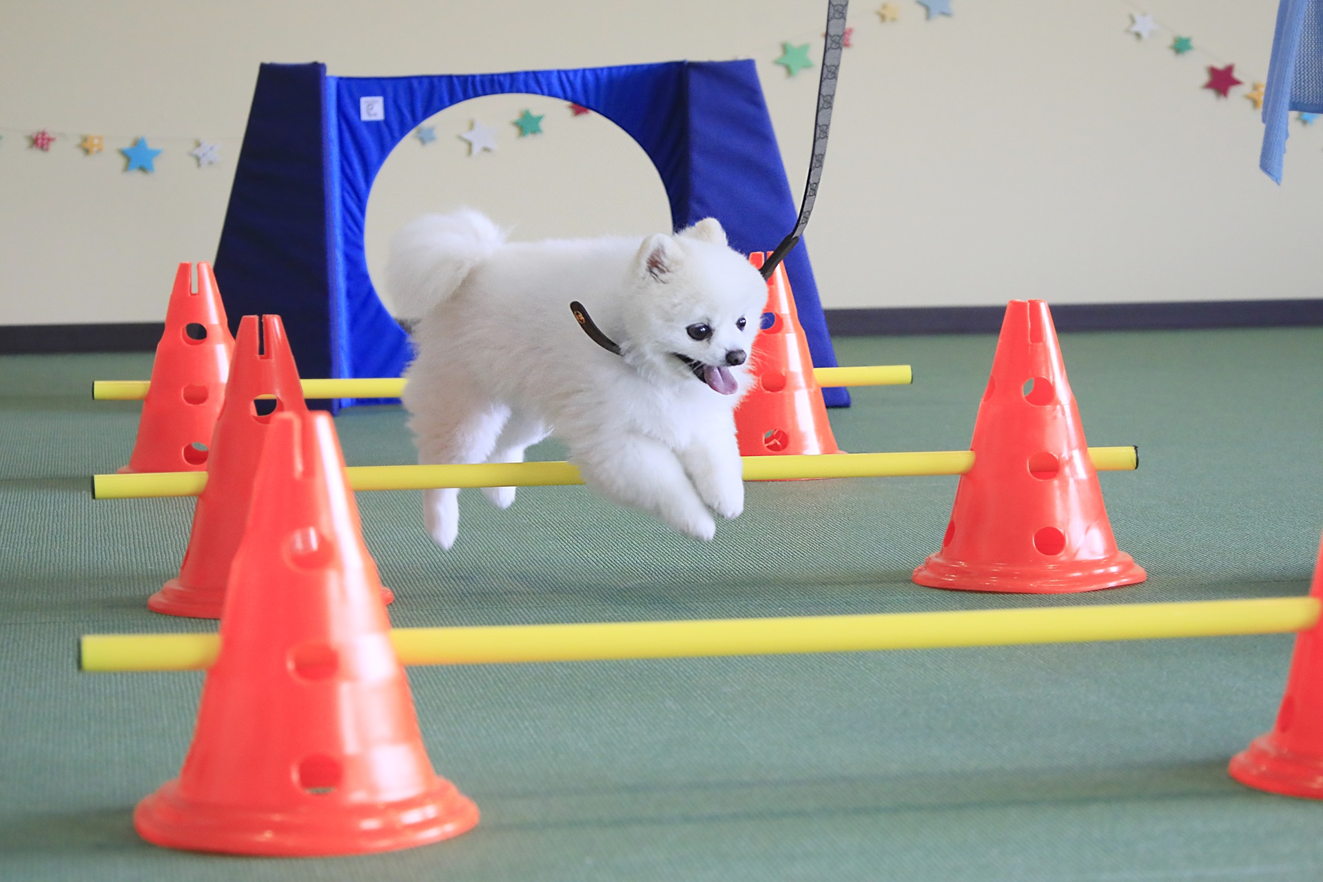 中・小型犬専用ドッグラン