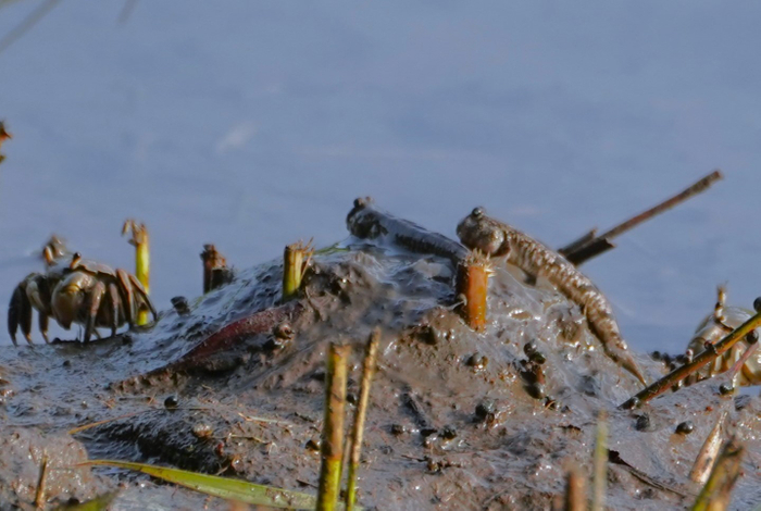 絶滅危惧種のトビハゼも暮らしています