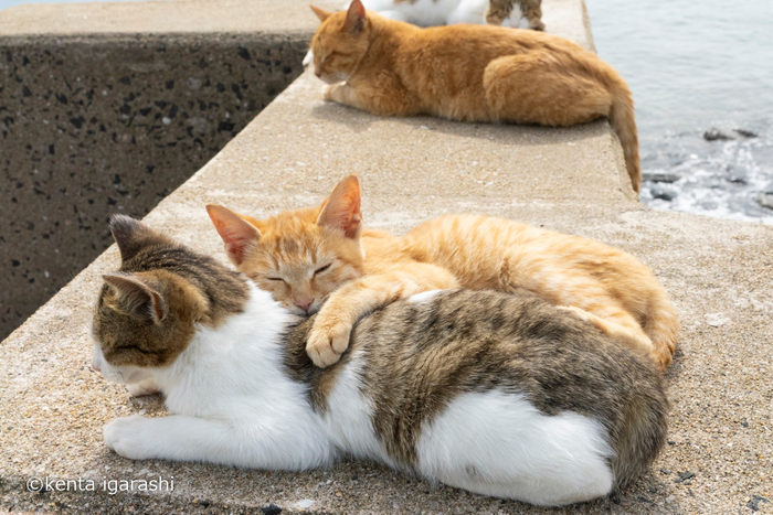 猫写真3