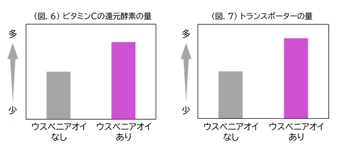 (図.6)ビタミンCの還元酵素の量／(図.7)トランスポーターの量