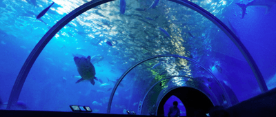 近大マグロが展示される串本海中公園水族館の水中トンネル水槽の様子