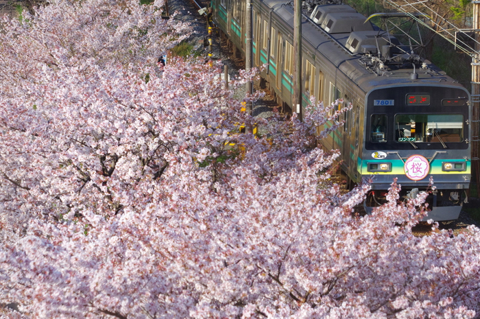 行田市内で撮影された第22回秩父鉄道写真コンテスト入賞作品　イメージ1
