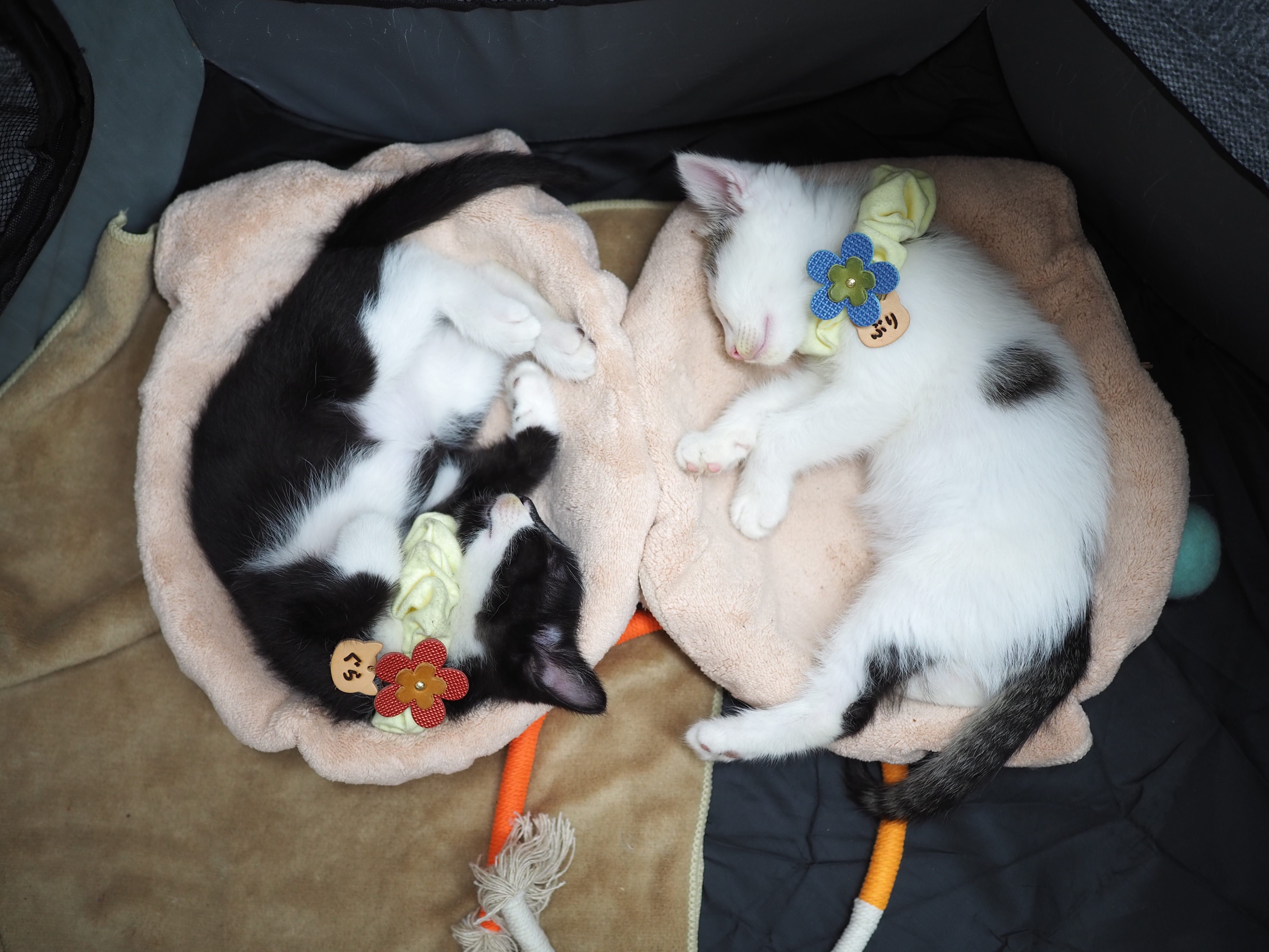 ブランド名の由来となった保護猫「ブリ」と「グラ」