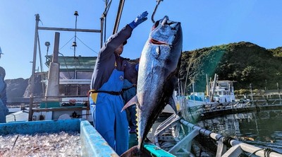 近畿大学水産研究所での近大マグロ取り上げの様子(和歌山県で撮影)