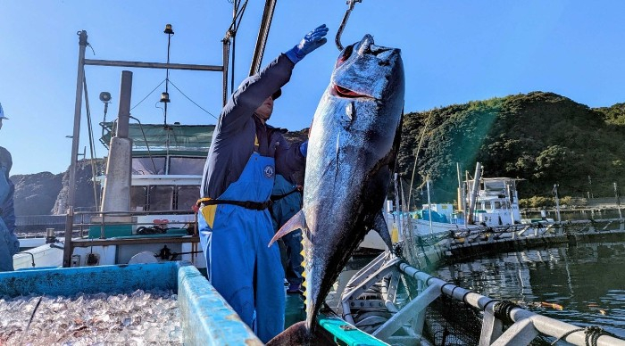 近畿大学水産研究所での近大マグロ取り上げの様子（和歌山県で撮影）
