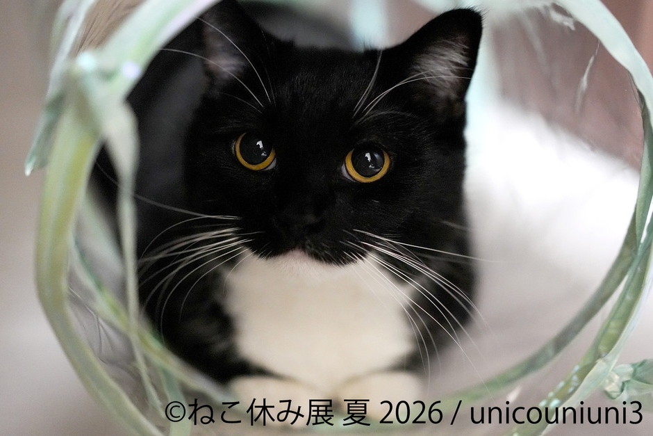 展示作品:unicouniuni3