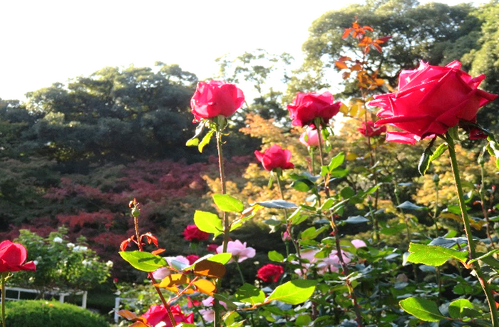 バラ園のある洋風庭園から眺めた紅葉