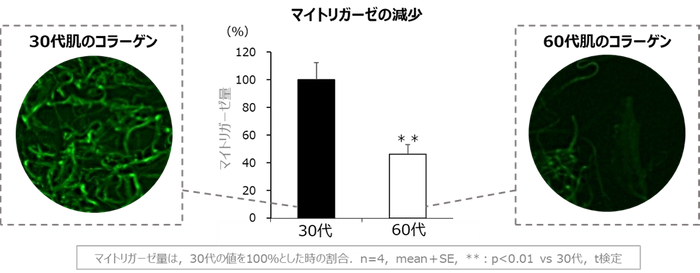 図1 加齢によるマイトリガーゼの減少