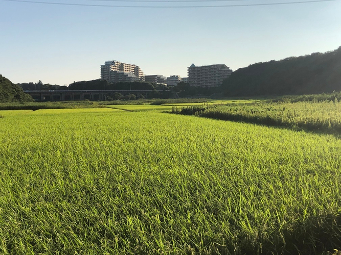 ユーカリが丘の田んぼ