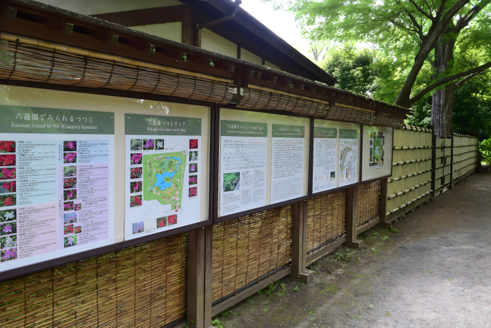 ツツジの解説パネル展示（過去の様子）