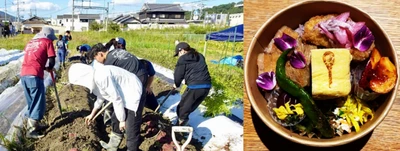 近大生が食用花や実習で栽培した芋を使った弁当を考案　平群町・地元弁当店と開発し、オータムフェスタへぐりで販売