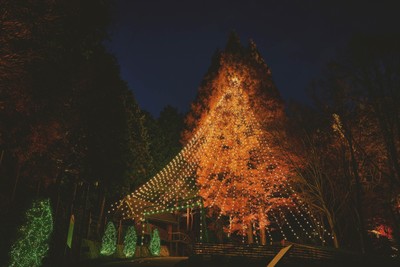 森に浮かび上がる「森のクリスマスツリー」