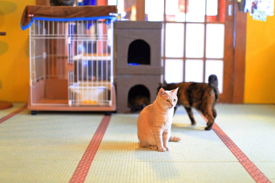 保護猫カフェ ネコリパブリック東京お茶の水店