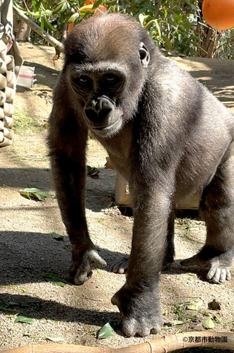 キンタロウがナックルウォークをする様子(写真提供:京都市動物園)