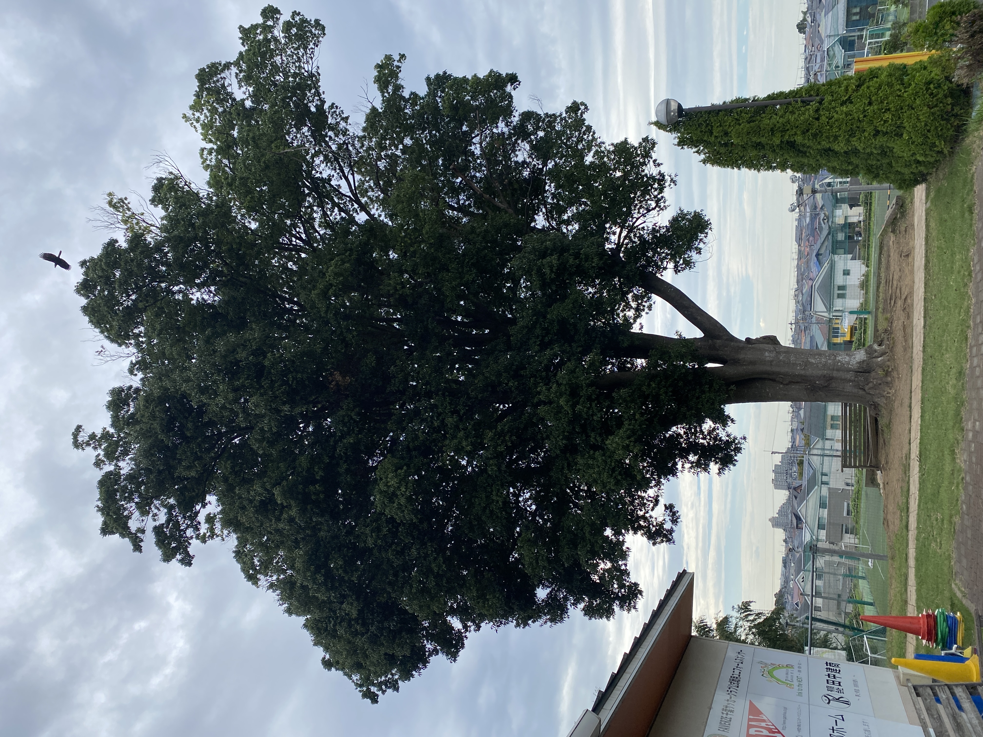 クラブハウス前の御神木