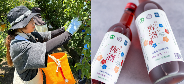 農学部生による南高梅の収穫風景（左）赤ワイン梅酒（右）