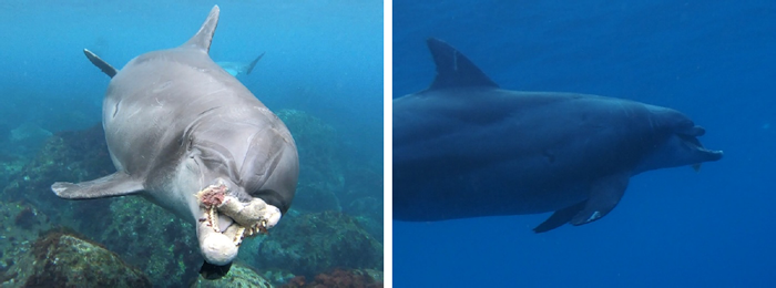 上顎を欠損したミナミハンドウイルカ（左：外観、右：餌の魚をくわえる様子）撮影：渡辺晋