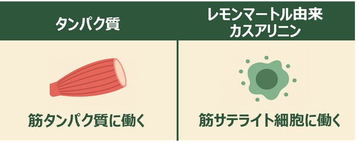 筋サテライト細胞