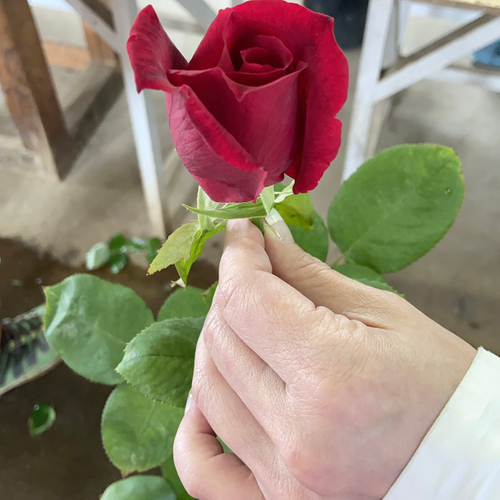 規格外のバラ(ROSE GALLERYより)
