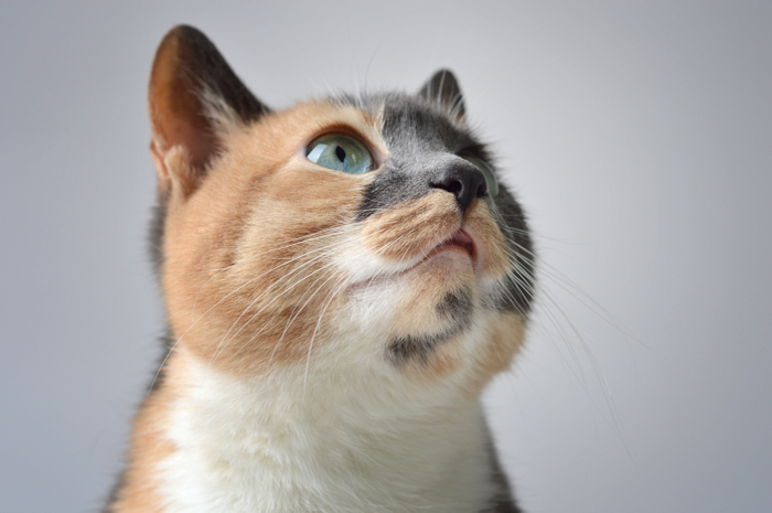 猫イメージお留守番
