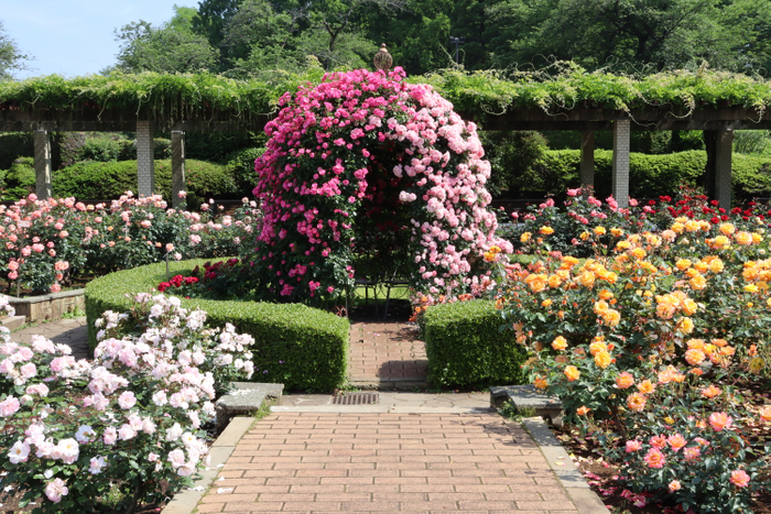 ばら園ガゼボの様子（令和4年撮影）