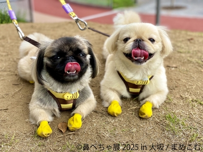鼻ぺちゃ展 展示作品:まめこむ