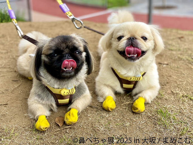鼻ぺちゃ展 展示作品：まめこむ