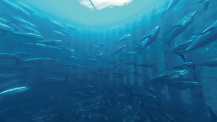 生簀に広がる&ldquo;だてまぐろ&rdquo;の世界