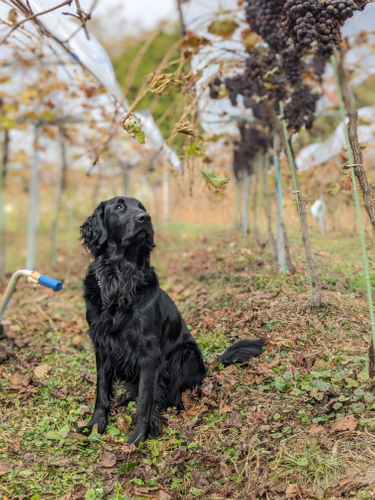 ぶどうを眺めるためとも様