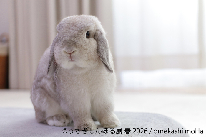 展示作品：omekashi moHa