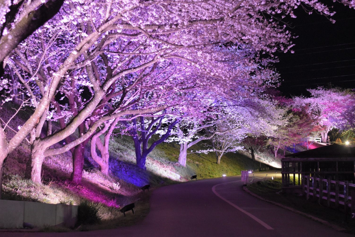 幻想的な桜ライトアップ ※過去開催の様子