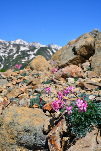 国内最大株数、12万株を誇る&rdquo;高山植物の女王&rdquo;、コマクサ。花の形が馬（駒＝コマ）の顔に似ていることから名称の由来となった。