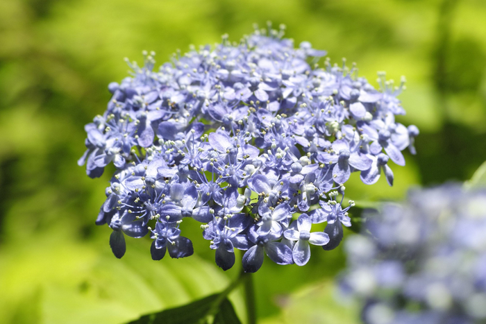 ガクアジサイ&lsquo;天竜千鳥&rsquo;