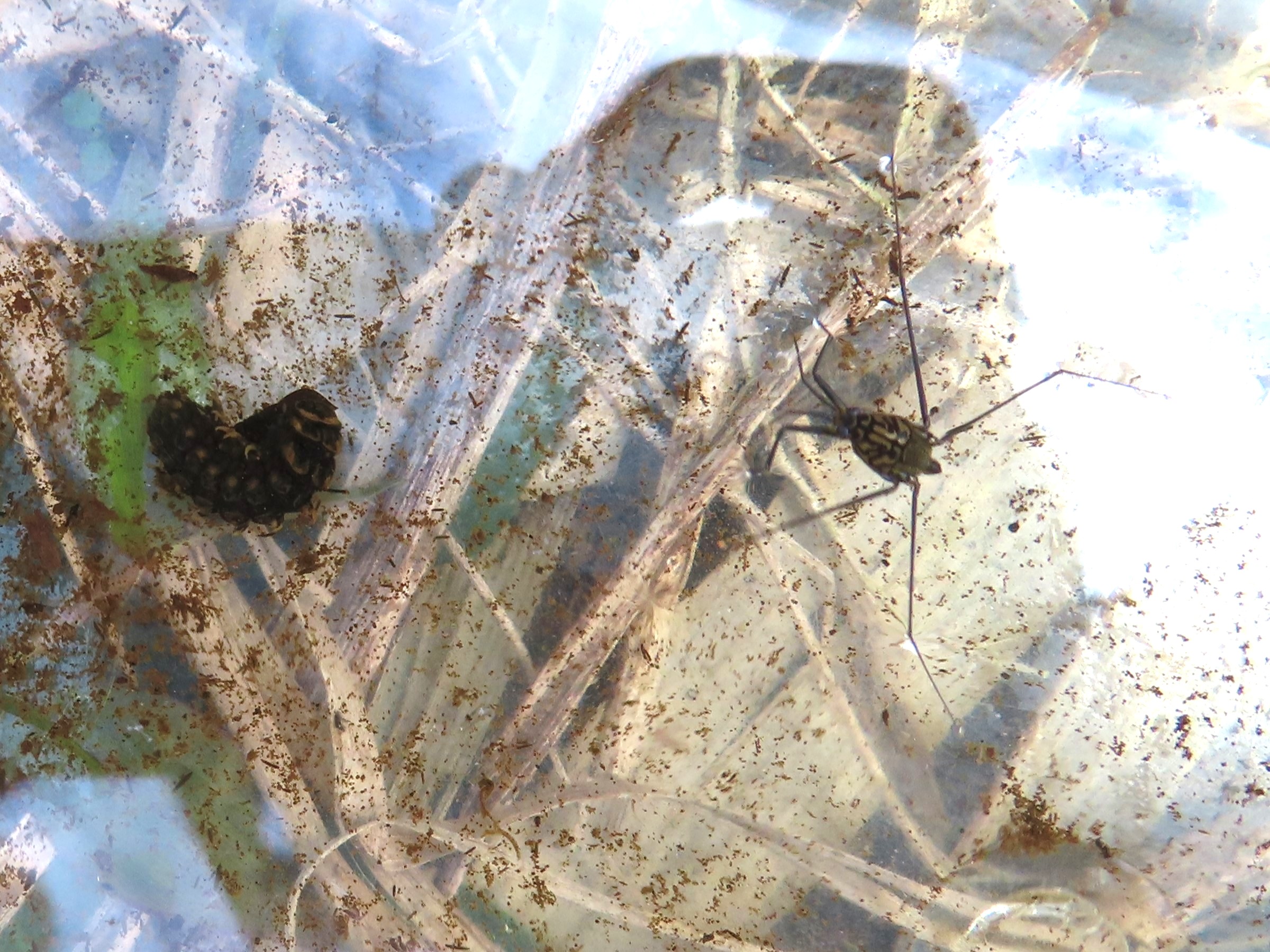 水生昆虫の観察（シマアメンボとゲンジボタル幼虫）