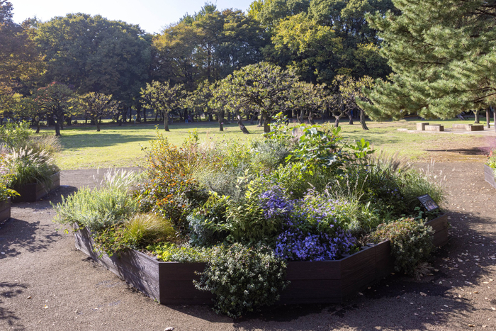 Bガーデンの様子（11月）