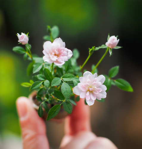 ミニバラ姫乙女