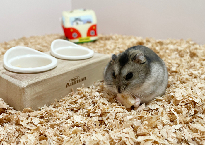 社員ハムのタコスもお気に入り