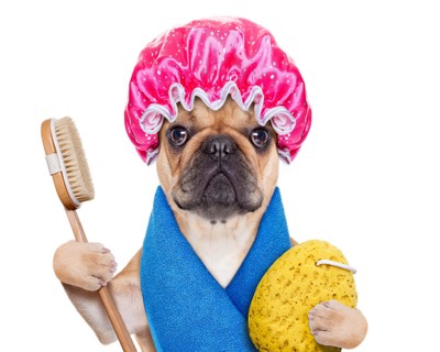 短毛種で毛が抜けにくい犬種は一見ブラッシングをする必要がないのでは?と思われがちですが、そうではありません。こういった堅守でも定期的なブラッシングは必要となります。