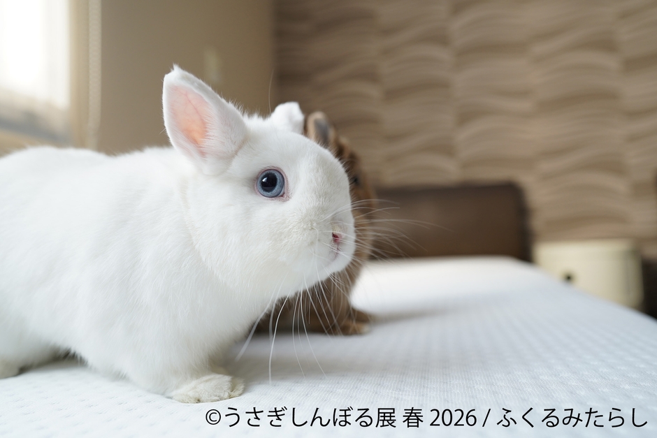 展示作品:ふくるみたらし
