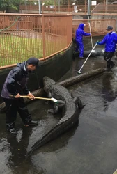 体長約3mのワニの背中を“ゴシゴシ”ブラッシング！ 熱川バナナワニ園、年末恒例のワニ池大掃除を12/26実施