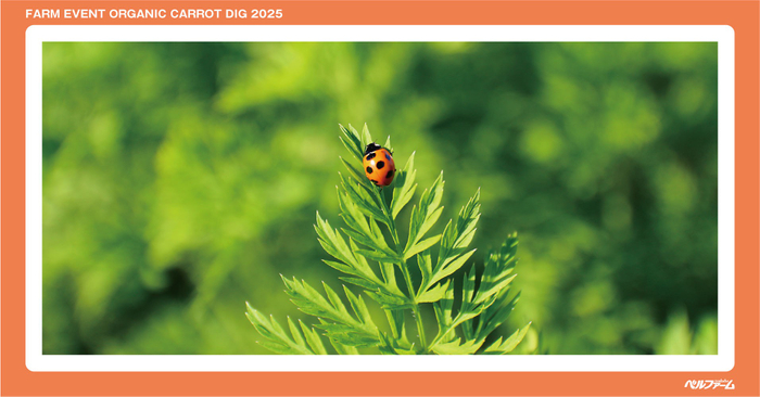 有機にんじん収穫体験イベントイメージ画像⑤