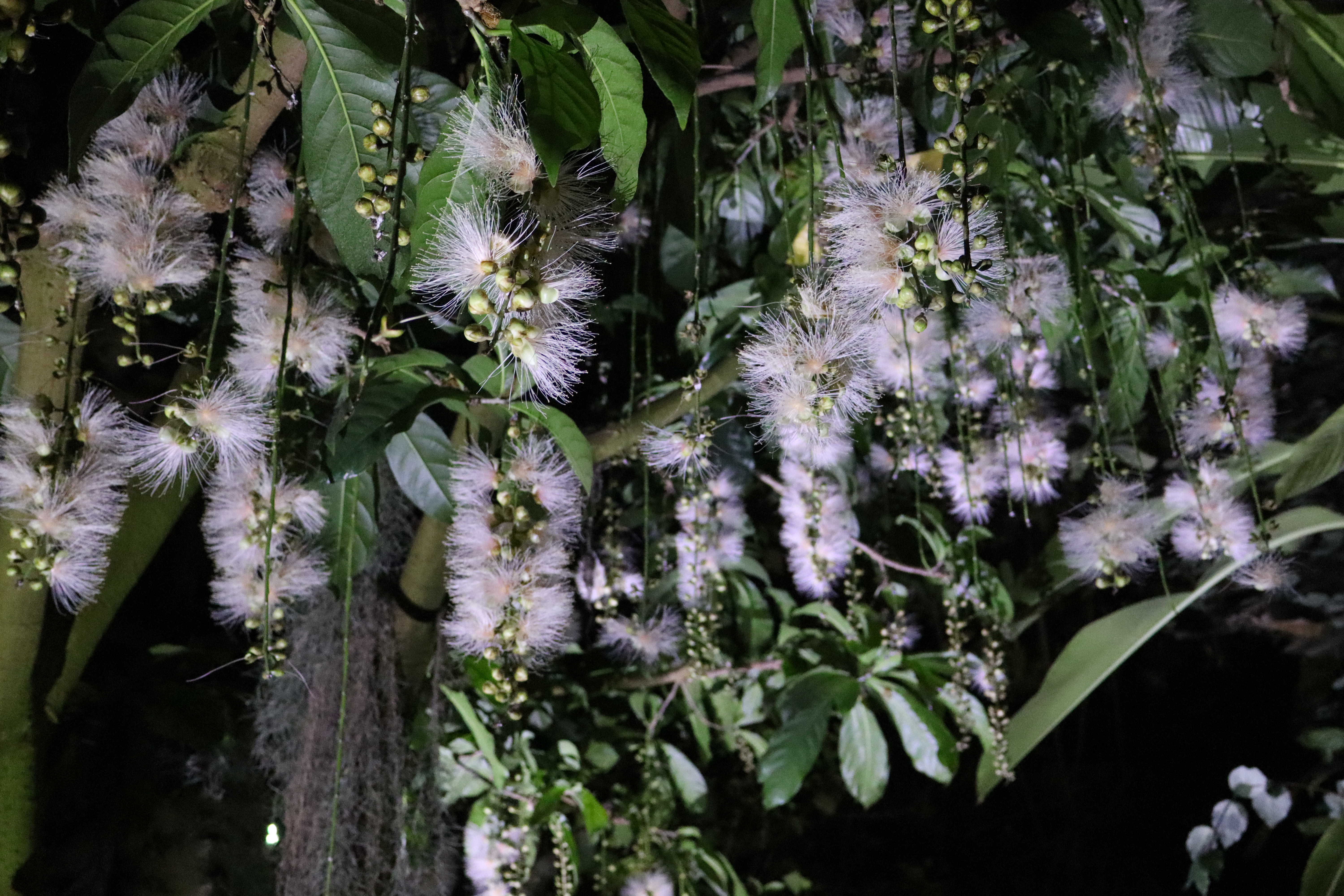 サガリバナ（令和６年７月撮影）